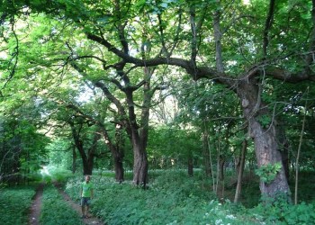 Stary Podworski Park w Krynkach odzyskuje dawny blask